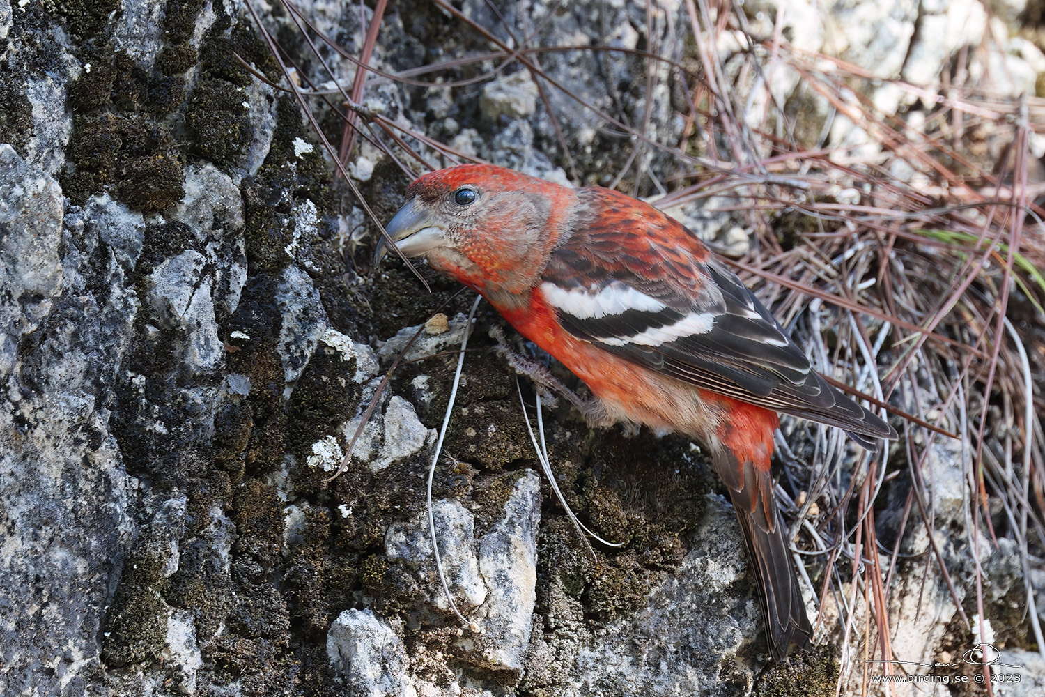 HISPANIOLAN CROSSBILL (Loxia megaplaga) - Stng / Close